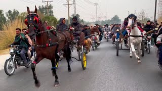 Shaka vs khanzada horse race ||pakistani tanga horse race