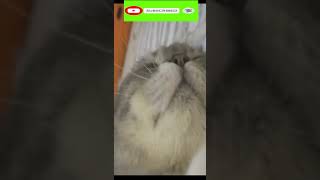 Funny cat | cute cats and dogs reaction animals doing funny things #funnycats #shorts #cats #463
