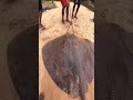 120 kg stingray 😱