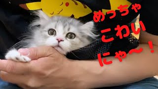 初めての爪切りに子猫が暴れるわ逃亡するわ！果たして爪切られるのか？！