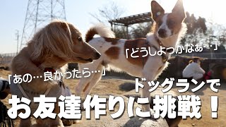 超犬見知り犬、お友達作りに挑戦！｜ミニチュアダックスフンドのかわいい日常 No.189