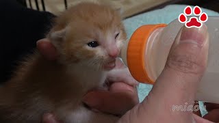 赤ちゃん子猫のまや、飲み方が少しわかってきたぞ！【瀬戸のまや日記】Cute tiny kittens Maya Drink Milk From Bottle