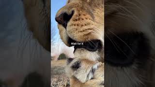 Lion Sneezing, Very Close Footage | #lioness #wildlife