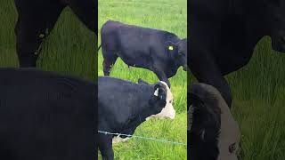 Look at these handsome bulls, how deliciously they graze in the pasture of the farm