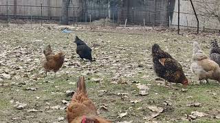 Chickens grazing peacefully