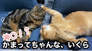 【かまってちゃん】うにの事が大好きないくらが、構って攻撃を繰り返す動画【神聖】