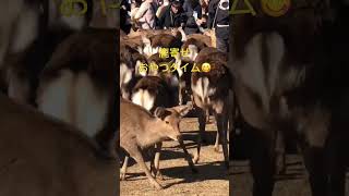 奈良公園で鹿寄せ。おやつタイムのどんぐりファイト始まる。　#shorts   #奈良の鹿   #奈良公園  #deer  #narapark