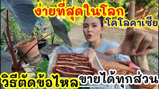 ปังสุด!วิธีตัด-ชำข้อไหล โคโลคาเซียทุกชนิด แบบง่ายที่สุดในโลก ขายได้ทุกส่วน เคล็ดลับช่วยไหลออกรุงรัง