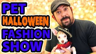 Halloween Pet Costumes - Ideas for Dogs and Cats