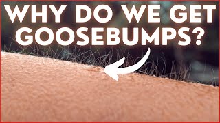 Why do we get GOOSEBUMPS? (3D Animation) #shorts