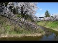 🌸『 鶴ヶ城 天守閣 と 満開の桜 をみる 』🌸2021年4月7日㈬① 会津若松市 観光 情報 鶴ヶ城 さくらまつり ※ 新型コロナウィルス 感染予防のため出店中止。 コロナ禍