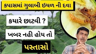 કપાસમાં ગુલાબી ઈયળ ની દવા | કયારે છાંટવી ? | કપાસ ની ખેતી | Haresh Bera