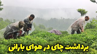 برداشت برگ سبز چای در هوای بارانی در باغ های چای گیلان