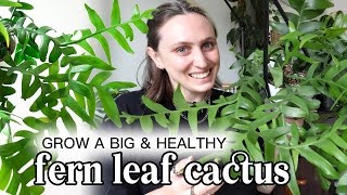 How I grow my Fern Leaf Cactus BIG & healthy! 🪴 Selenicereus Chrysocardium Care