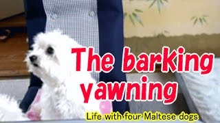 The barking, yawning　吠えるしあくびするし？