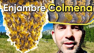 Cómo reubicar abejas #6