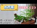 水芹菜（野芹菜）的扦插繁殖《二》，可以是冬天最漂亮的盆栽，也是春天的菜苗！即可以装饰你的厨房又可以吃！