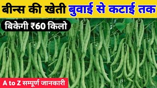 Beans ki kheti | बीन्स की खेती कब और कैसे करें | Beans farming in india | Beans cultivation in Hindi