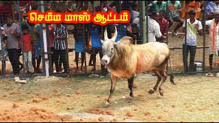 செம்ம மாஸ் ஆட்டம்... Tamizhan Trending