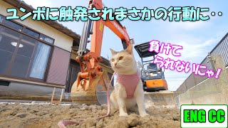 お庭工事の進行状況をチェックしに行く三毛猫ネコ吉、ユンボに触発されまさかの行動に！