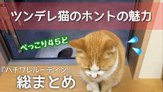 ツンデレなハチワレ野良猫を誰でも好きになってしまう危ない動画