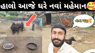 હાલો આજે ઘરે | Halo aje ghare | Danta Bhai Ahir Gir |#girmaldhari #mybuffelo #dantabhaiahirgir