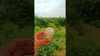 this is how Desert mushrooms grow | take out from sandy soil #mushroom #shorts @DesertDiscovery