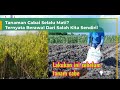 cara efektif menangkal virus Fusarium supaya cabe bebas virus sampai panen