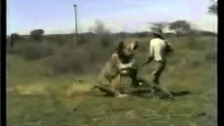 Lion attacks hunter in African Safari
