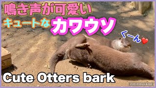 【鳴き声】カワウソの鳴き声が可愛い（Cute Otters bark）