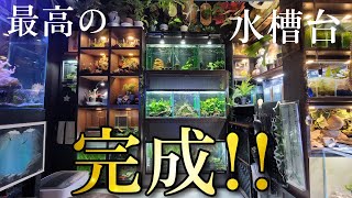 アクアショップ？水族館？いいえ、寝室です！！夢のアクアリウム部屋完成！！　aquarium　アクアリウム　熱帯植物　熱帯魚　水草　流木　メダカ　ルームツアー