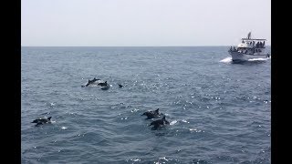 台灣花蓮太平洋賞鯨、飛旋海豚 Spinner Dolphin (Stenella longirostris) in Pacific Ocean, Hualien, Taiwan