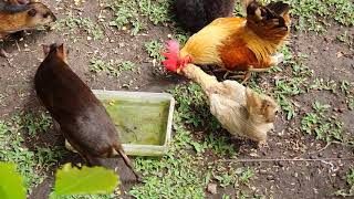 Mouse Deer (pelanduk), Rabbit and Chicken Kate, Three species living together harmoniously.