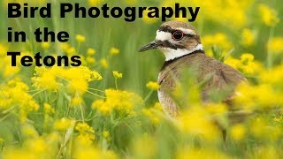 Bird Photography | A Killdeer in the Tetons