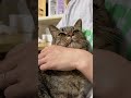 「大好きぃっ！」と、ママのお膝の上で愛を伝える猫