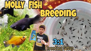 😍 Molly Fish Breeding Setup| நிறைய குட்டி கிடைக்க இந்த முறையில் Breed செய்யுங்க