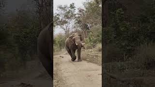 Rajaji tiger reserve Safari 🐘🦣Terrifying🦣