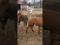 Alpaca chasing cat 🐈