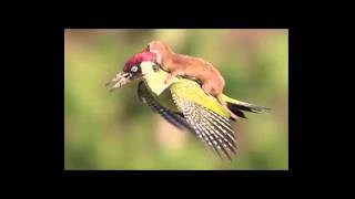 Extraordinary Weasel rides on woodpecker's back   BBC News