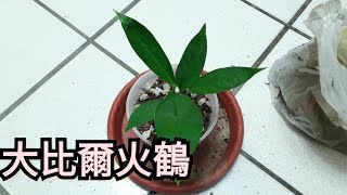 大比爾火鶴換盆