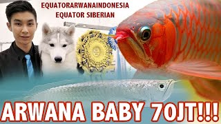 Kepoin Equator Siberian \u0026 Equator Arwana | LIHAT ARWANA PLATINUM YANG ASLI!!!