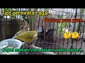 Perawatan Pare Pare Agar Bisa Cepat Makan Voer..!!🐦2022