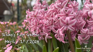 2024（2）Shiuan‘s Rose Garden 2024/3/19花園日記