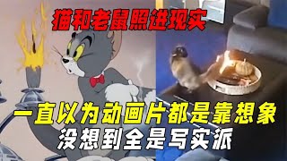 一直以为动画片都是靠想象没想到全是写实派：猫和老鼠照进现实