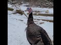 Wild Turkey Gobble (FUNNY!)