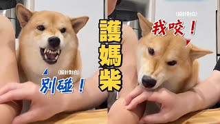 姊故意一直抓媽媽的手！柴犬「護媽」氣露牙嚇阻+反咬｜護主｜寵物狗｜柴柴｜精選影片