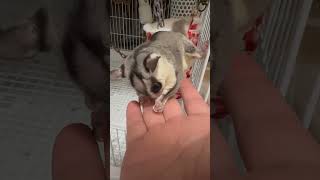 甘えん坊なフクモモろろくん　#short  #ふくろももんが  #sugarglider