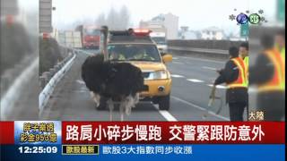 鴕鳥撞破護欄 闖進高速公路