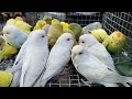 all parrot in cheapest price only ₹40 पहाड़ी तोता मात्र ₹40 रुपए में parrotprice