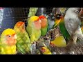 all parrot in cheapest price only ₹40 पहाड़ी तोता मात्र ₹40 रुपए में parrotprice